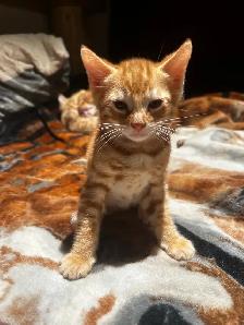 chatons Bengale pure race