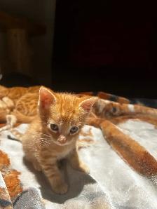 chatons Bengale pure race - Photo 2