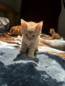 chatons Bengale pure race - Photo 3