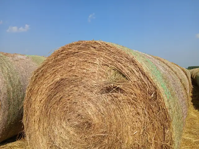 Hay for Sale