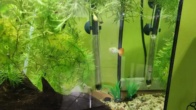 5 female endler and 3 female guppy