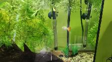 5 female endler and 3 female guppy