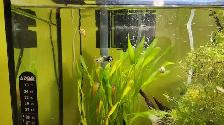 5 female endler and 3 female guppy - Photo 2