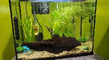 5 female endler and 3 female guppy - Photo 3
