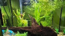 5 female endler and 3 female guppy - Photo 4