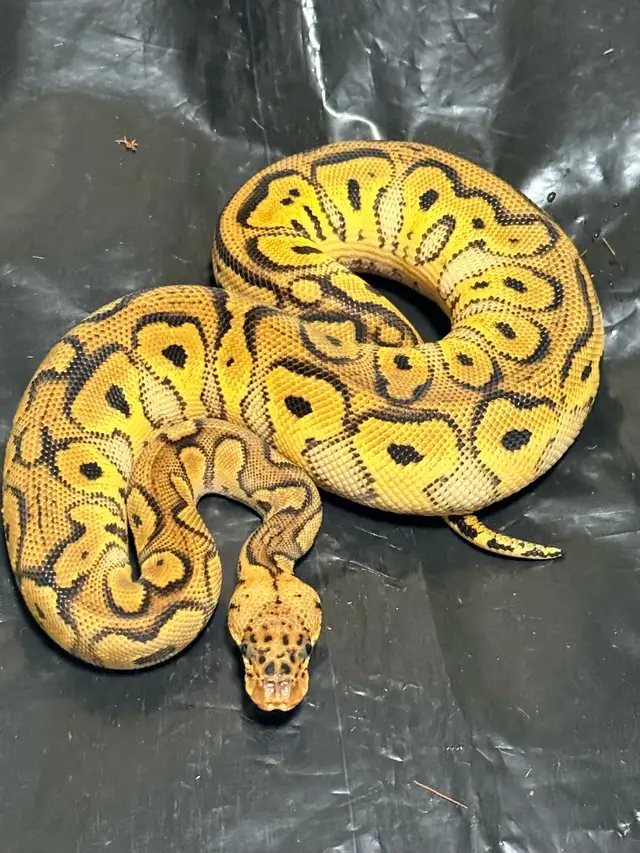 Baby Ball Pythons
