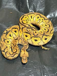 Baby Ball Pythons