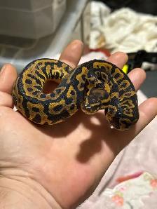Baby Ball Pythons - Photo 2