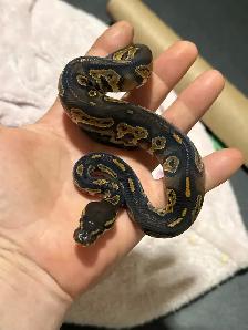 Baby Ball Pythons - Photo 3