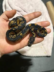 Baby Ball Pythons - Photo 4