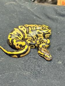 Baby Ball Pythons - Photo 5