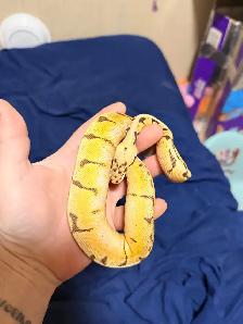 Baby Ball Pythons - Photo 6