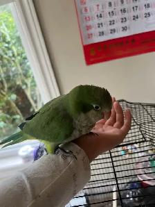 Green Quaker parrot