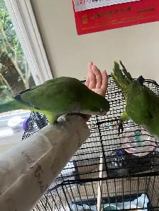 Green Quaker parrot - Photo 2