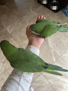 Green Quaker parrot - Photo 3