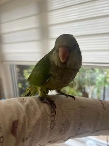 Green Quaker parrot - Photo 4