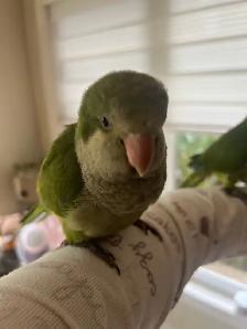 Green Quaker parrot - Photo 5