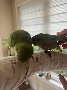Green Quaker parrot - Photo 6