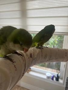 Green Quaker parrot - Photo 7