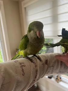 Green Quaker parrot - Photo 8