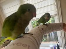 Green Quaker parrot - Photo 9