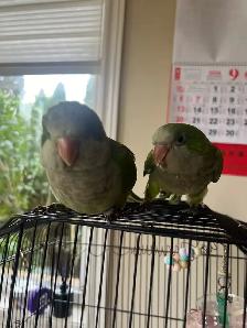 Green Quaker parrot - Photo 10