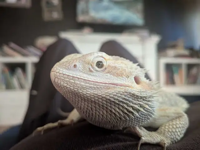 bearded dragon