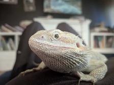 bearded dragon