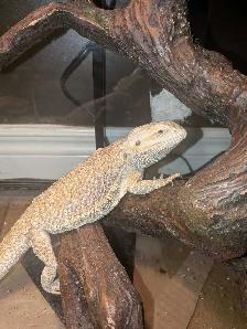 bearded dragon - Photo 2