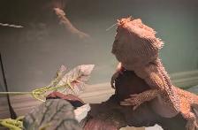 bearded dragon - Photo 3