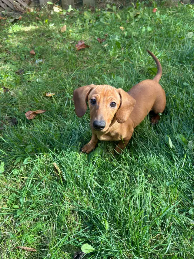 Mini Dachshund Puppies