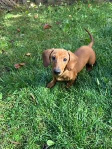 Mini Dachshund Puppies