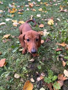 Mini Dachshund Puppies - Photo 2