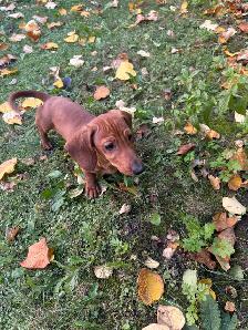 Mini Dachshund Puppies - Photo 3