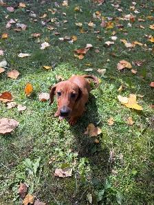 Mini Dachshund Puppies - Photo 4