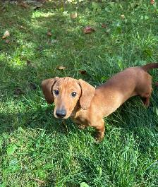 Mini Dachshund Puppies - Photo 5