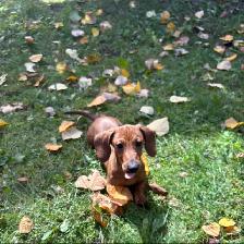 Mini Dachshund Puppies - Photo 6