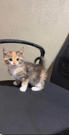 F1 M2 American kittens for sale - Photo 2