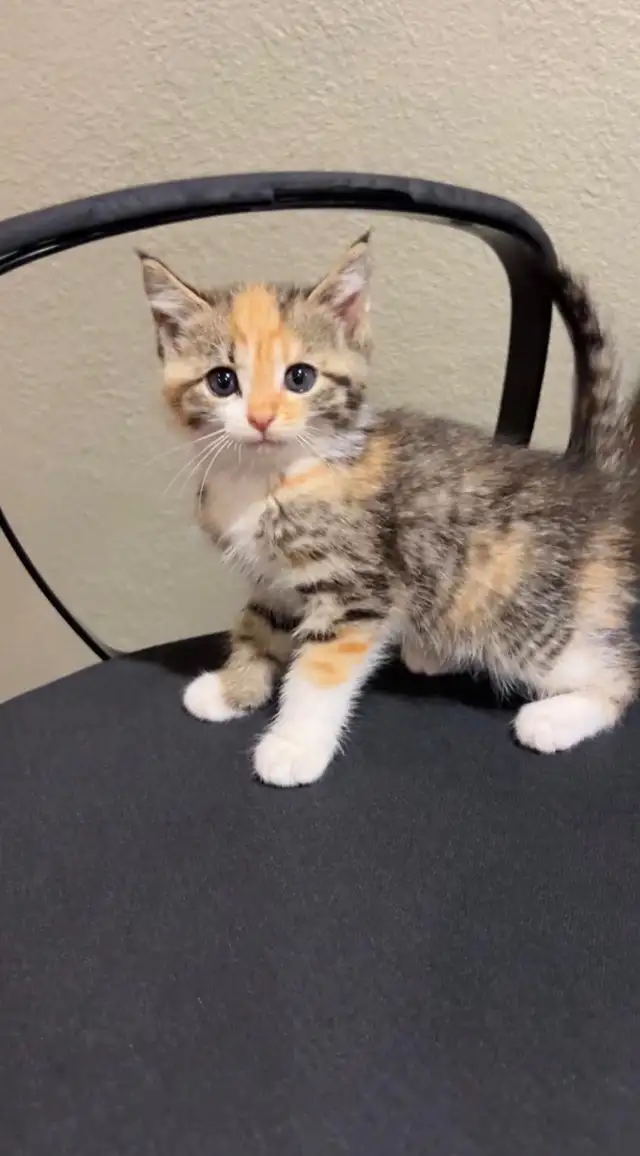 beautiful baby for sale