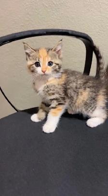 beautiful baby for sale