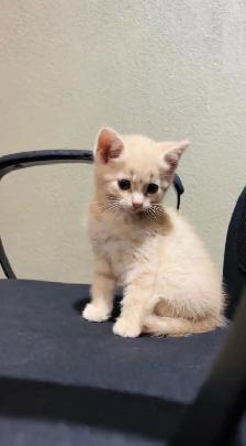 beautiful baby for sale - Photo 4