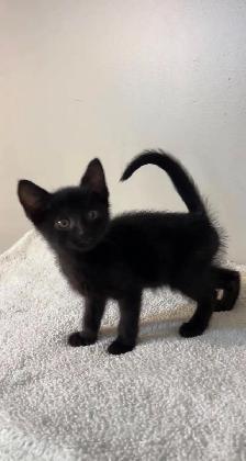 beautiful baby for sale - Photo 7
