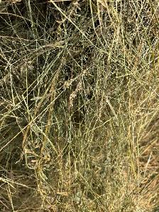 round hay bales - Photo 3