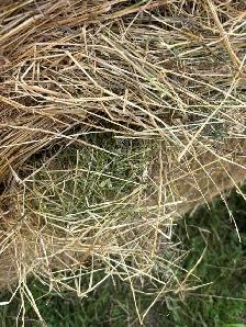 round hay bales - Photo 6