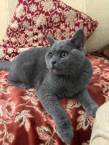Scottish Fold and Scottish Straight kittens CCA/AFC registered - Photo 3