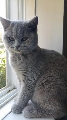 Scottish Fold and Scottish Straight kittens CCA/AFC registered - Photo 4