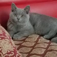 Scottish Fold and Scottish Straight kittens CCA/AFC registered - Photo 5