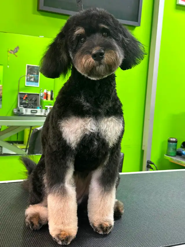 Cat and Dog Grooming