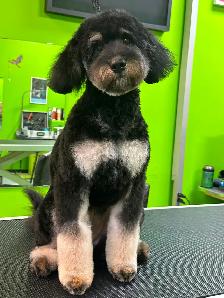 Cat and Dog Grooming