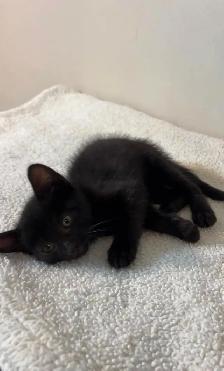 beautiful baby kittens - Photo 6